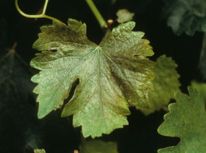 Copper can be phytotoxic on vines under certain conditions.  This was the case on this sheet which is now superficially burnt, deformed, and which has taken on a tan tint in the affected areas.  <b> Copper phytotoxicity </b>