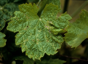 The yellowing portions of veins became necrotic, resulting in deformation of the blade during development.  <b> Phytotoxicity </b>