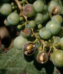 Several berries show brown, concave lesions, some of which are the site of a burst conducive to the parasitism of opportunistic fungi such as <i> Botrytis cinerea </i> for example.  <b> hail damage </b>
