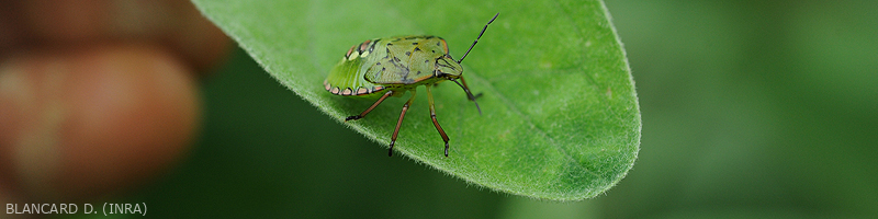 Eggplant - Bugs