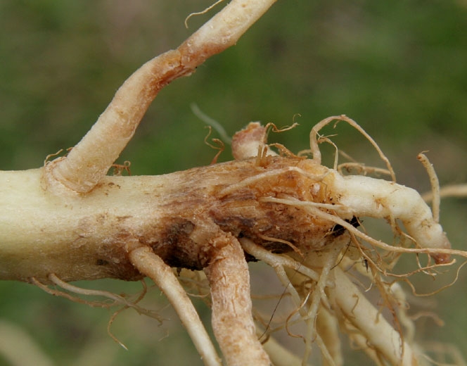 La raíz pivotante y la corteza de la raíz que se oscurecen se pudren y se descomponen superficialmente.  <i> <b> Thielaviopsis basicola </b> </i> (podredumbre negra)