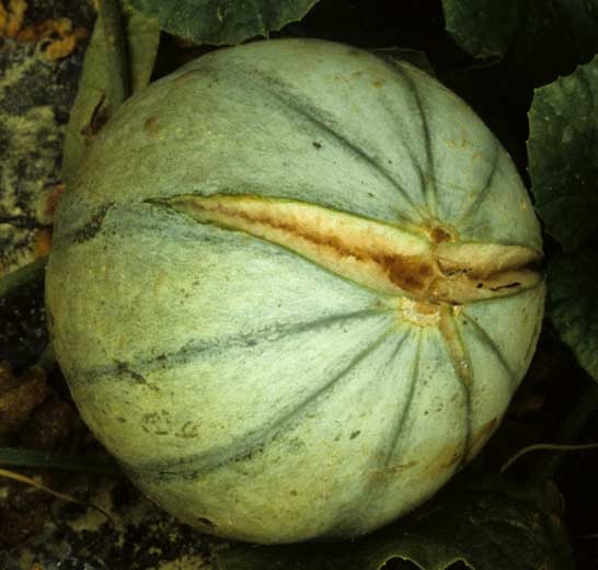 Esta fruta de melón se ha reventado en su extremo apical o estilar.  Esta enorme herida podría permitir que muchos hongos saprofitos contaminen la carne.  <b> Ranuras de crecimiento </b>