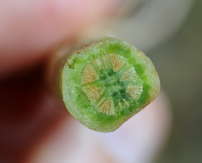 También se observan vasos bruñidos cuando se hace un corte transversal en un tallo recuperado de una planta afectada por el marchitamiento por Fusarium.  <b> <i> Fusarium oxysporum </i> f.  sp.  <i> melonis </i> </b>