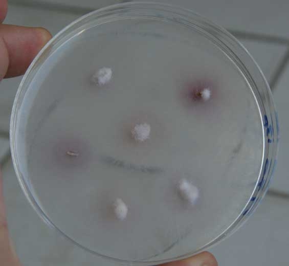 El cultivo de fragmentos de vasos en medio nutritivo en una placa de Petri permite demostrar <b> <i> Fusarium oxysporum </i> f.  sp.  <i> melonis </i> </b>.  Se forman colonias jóvenes a partir de explantes colocados en cultivo (marchitez por Fusarium)