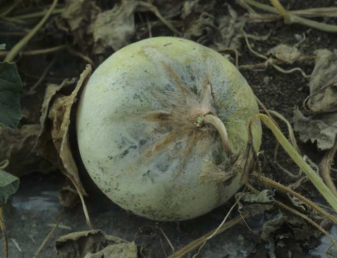 <b> <i> Fusarium oxysporum </i> f.  sp.  <i> melonis </i> </b> también esporuló rápidamente en el centro de esta lesión de tallo joven que se desarrolla en una fruta de melón. (fusarium)