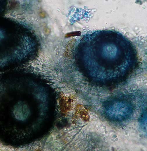 Pycnide y su ostiol bajo el microscopio fotónico <i> <b> Phoma cucurbitacearum </b> </i>; se liberaron conidios.