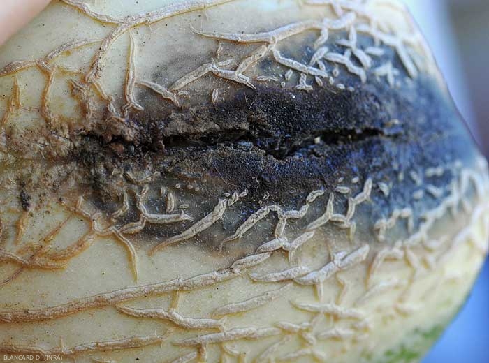 Una lesión grande, húmeda, de color marrón oscuro a negruzco se extiende gradualmente sobre este melón parcialmente partido.  <i> <b> Didymella bryoniae </b> </i> (podredumbre negra)