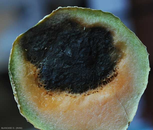 El desarrollo de <i> <b> Didymella bryoniae </b> </i> dentro de este melón le dio a su pulpa un tinte negro bastante característico.  (podredumbre negra)
