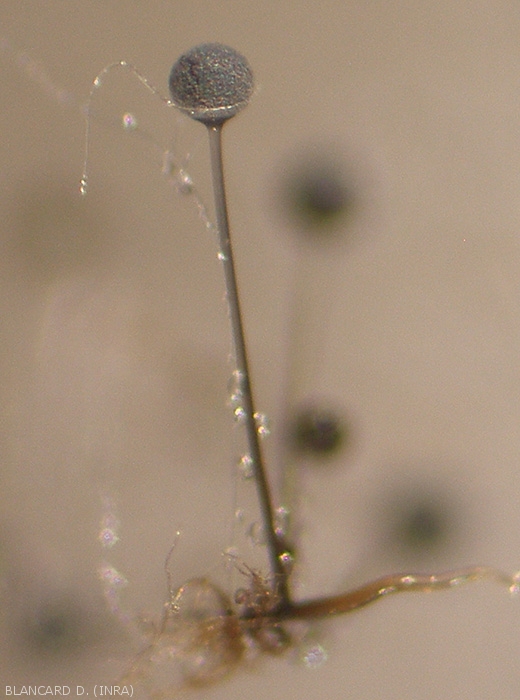 Detalle de un esporangio maduro de <b> <i> Rhizopus stolonifer </i> </b>.