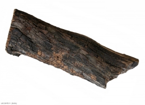 La madera de la vid afectada por la eutipiosis pierde su corteza.  En estas zonas de madera muerta se desarrollan los cuerpos fructíferos de <b> <i> Eutypa lata </i> </b>, en forma de manchas negruzcas rugosas.