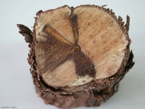 La necrosis de la madera causada por <i> <b> Eutypa lata </b> </i> siempre se presenta en forma sectorial.  Son de color marrón, a veces ligeramente violáceos a rojizos.
 Eutipiosis