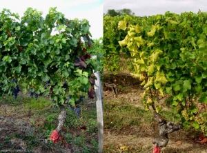 En estas dos cepas de uva negra a la izquierda y blanca a la derecha, solo una parte del follaje muestra síntomas de <b> flavescencia dorada </b>