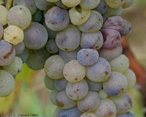 Inicio ataque de <b> Podredumbre noble </b> sobre uva Sauvignon. (Detalle de un racimo) <i> Botrytis cinerea </i>