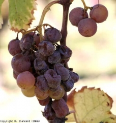 Racimo de uva Semillón con diferentes etapas de desarrollo de <b> Podredumbre noble </b>, desde la dorada hasta la podredumbre completa avanzada.  <i> Botrytis cinerea </i>