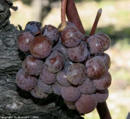 Evolución de un ataque de <b> Podredumbre noble </b> sobre la variedad de uva Semillón.  Racimo característico en la etapa de "descomposición total".  <i> Botrytis cinerea </i>