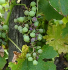 Síntoma de <b> eructo marrón </b> en las uvas <b> <i> Plasmopara viticola </i> </b> (mildiú)
