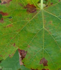 Detalle de las primeras manchas de mildiú del mosaico en una hoja de parra: las lesiones se van necrotizando gradualmente.  <b> <i> Plasmopara viticola </i> </b> 