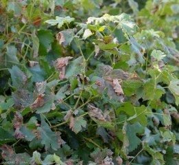 Ataque generalizado de mildiú sobre el follaje de la vid.  Muchas hojas están más o menos completamente necróticas y marchitas.  <b> <i> Plasmopara viticola </i> </b>