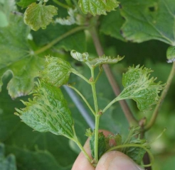 El crecimiento de esta rama joven se ralentiza bastante;  sus hojas están muy deformadas y ampolladas.  <b> Fitotoxicidad </b>