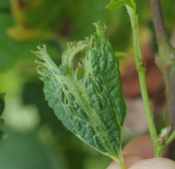 El desarrollo de esta hoja joven está particularmente modificado.  Es más angosto, anormalmente cortado y ampollado.  <b> Fitotoxicidad </b>