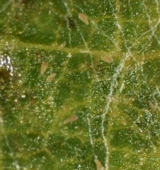 Es difícil distinguir varios ácaros amarillentos, en forma de cono de patatas fritas, en el limbo de esta hoja de parra.  <b> <i> Calepitrimerus vitis </i> </b> (acariosis)