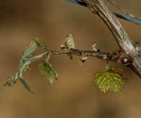 Ramita afectada por necrosis bacteriana.<b><i>Xylophilus ampelinus</i></b>.