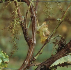 Este pie afectado por necrosis bacteriana presenta una flacidez importante de los botones florales.  <b> <i> Xylophilus ampelinus </i> </b>