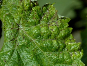 Presencia de pequeñas lesiones marrones y necróticas a lo largo o cerca de las nervaduras primarias que provocan la deformación de esta hoja.  <b> <i> Phomopsis viticola </i> </b>.