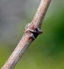 Muchas pequeñas masas oscuras a negras, picnidios, salpican esta sección de un sarmiento.  <b> <i> Phomopsis viticola </i> </b> 