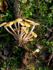 Al arrancar una vid enferma, vemos que los carpóforos se adhieren a la vid y que el sistema radicular de esta última está bien degradado.  <i> <b> Armillaria mellea </b> </i> (pudrición de la raíz)