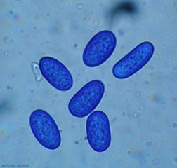 Conidios de <i> <b> Diplodia mutila </b> </i> de 23,5 / 27 × 12/14 µm.  A menudo permanecen hialinos y sin tabique, con una pared gruesa.  (anamorfo de <i> <b> Botryosphaeria stevensii </b> </i>)