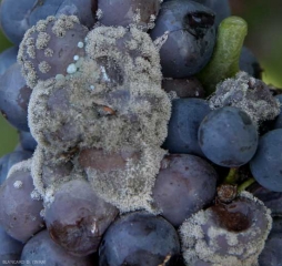 Estas uvas presentan podredumbre gris (<b> <i> Botrytis cinerea </i> </b>) y podredumbre azul (<b> <i> Penicillium expansum </i> </b>).