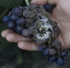 Una colonia de <b> <i> Penicillium </i> sp. </b>, verde oscuro en el centro y amarilla en la periferia, cubre varias bayas afectadas por podredumbre gris.