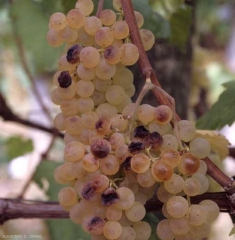 Varias bayas de estos pocos racimos contiguos son más o más marrones y desgastadas.  <i> <b> Alternaria </i> sp. </b> (<i> Alternaria </i> rot)