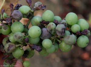 Aspecto de eructos marrones en las uvas.  <b> <i> Plasmopara viticola </i> </b> (mildiú)