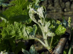 Esta rama joven y atrofiada está más o menos cubierta por mildiú polvoriento, sus hojas han adquirido un tinte gris sucio y están crispadas.  <b> <i> Erysiphe necator </i> </b>