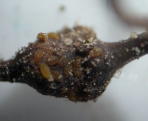 En este nódulo observamos varias larvas de <i> <b> Daktulosphaira vitifoliae </b> </i> (filoxera)