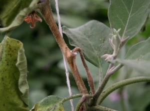 <i> <b> Sclerotinia sclerotiorum </b> </i> en berenjena.