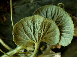 La periferia del limbo de esta hoja de melón es dentada, las ramificaciones de las venas forman ángulos más agudos.  <b> Fitotoxicidad </b>