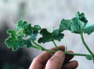 Las hojas de esta ramita joven son más afiladas de lo normal y están grabadas. <b> Fitotoxicidad </b>