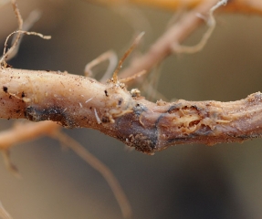 En esta raíz alterada, hay líneas negras dentro de la corteza de la raíz más o menos podrida: estos son pseudoestromas de <b> <i> Phomopsis sclerotioides </i> </b> (pudrición de la raíz negra)