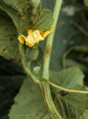 Necrosis nerviosa marrón en la hoja de melón;  se puede observar un exudado aceitoso en un chancro joven aceitoso y elíptico.  <i> <b> Cladosporium cucumerinum </b> </i>