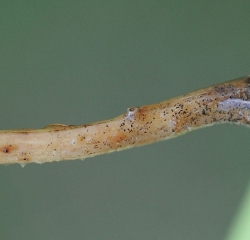 Pequeñas estructuras negras son visibles en la parte ubicada a la derecha de esta raíz: estas son las pseudo-microesclerocios de <i> <b> Phomopsis sclerotioides </b> </i>.  (pudrición de la raíz negra)