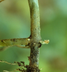 Una lesión húmeda y oscura rodea a esta joven planta de melón varios centímetros.  Numerosos puntos negros los puntos, estos son cuerpos fructíferos de <i> <b> Didymella bryoniae </b> </i>.