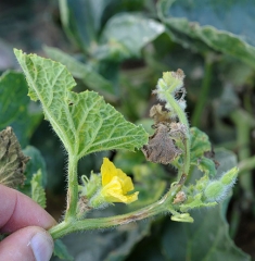 Una hoja necrótica, algunas manchas necróticas discretas en las otras hojas verdes, cancros longitudinales en el tallo y pecíolos reflejan el comienzo del parasitismo de <i> <b> Cladosporium cucumerinum </b> </i> al final de esta rama de melón.  (cladosporiosis)