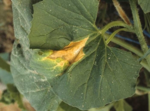 En esta hoja de melón se aprecia una zona de beige a amarillenta, más o menos definida. <b> Fitotoxicidad </b> 