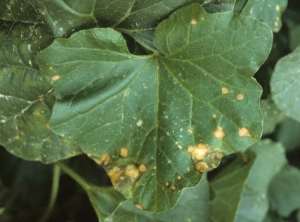 Manchas circulares y beige, más oscuras en la periferia, se formaron al final de esta hoja de melón.  <b> Quemaduras solares en las hojas </b>