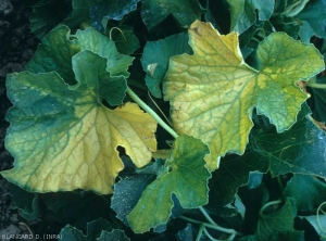 Con bastante rapidez, las porciones más grandes de la lámina de la hoja se vuelven amarillas, luego se marchitan y se secan.  <b> <i> Fusarium oxysporum </i> f.  sp.  <i> melonis </i> </b>