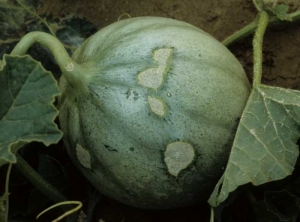 Manchas grises corchosas con contornos muy irregulares en frutos de melón.  <b> Daños por granizo </b>