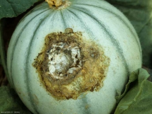 Se observa, por parte de este melón en contacto con el suelo, una gran lesión irregular, más o menos superficialmente de color pardo a pardo, y que presenta pequeños estallidos.  <b> <i> Thanatephorus cucumeris </i> </b> (<i> Rhizoctonia solani </i>)